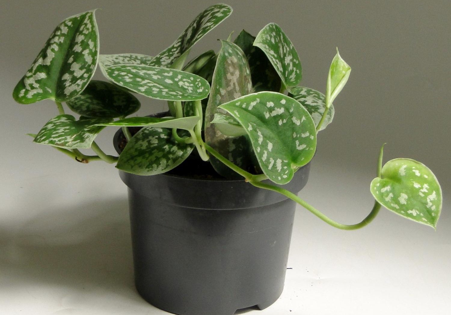 신답수스 픽투스