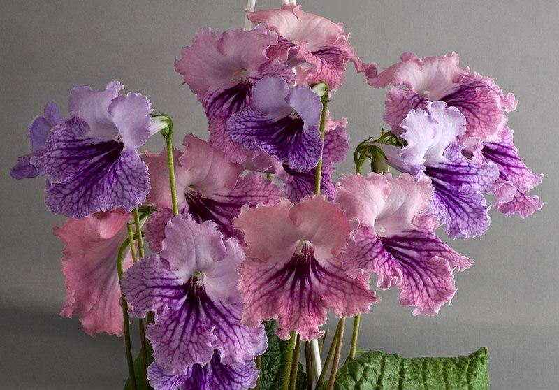 스트렙토카르푸스 렉스