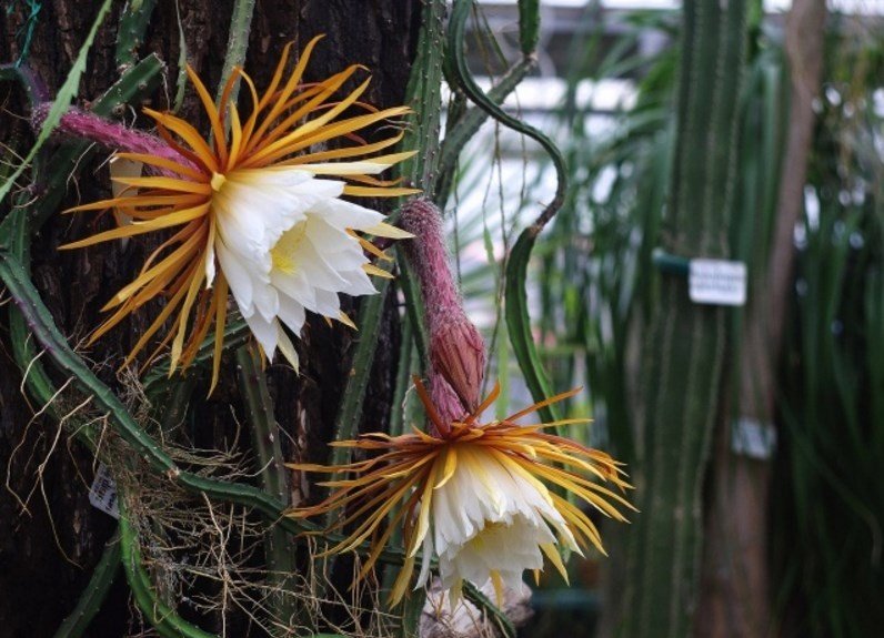 셀레니케레우스