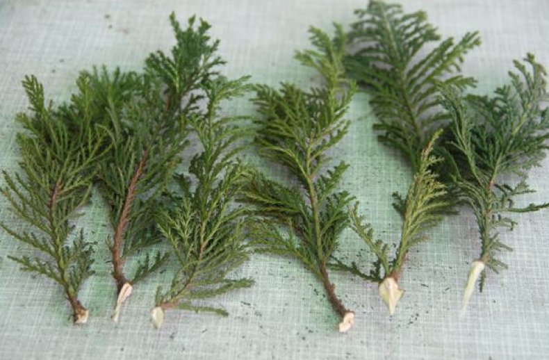 절단에 의한 번식