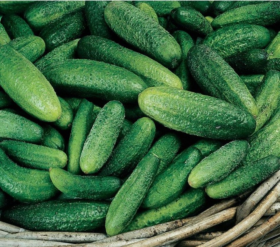 파리의 오이 피클