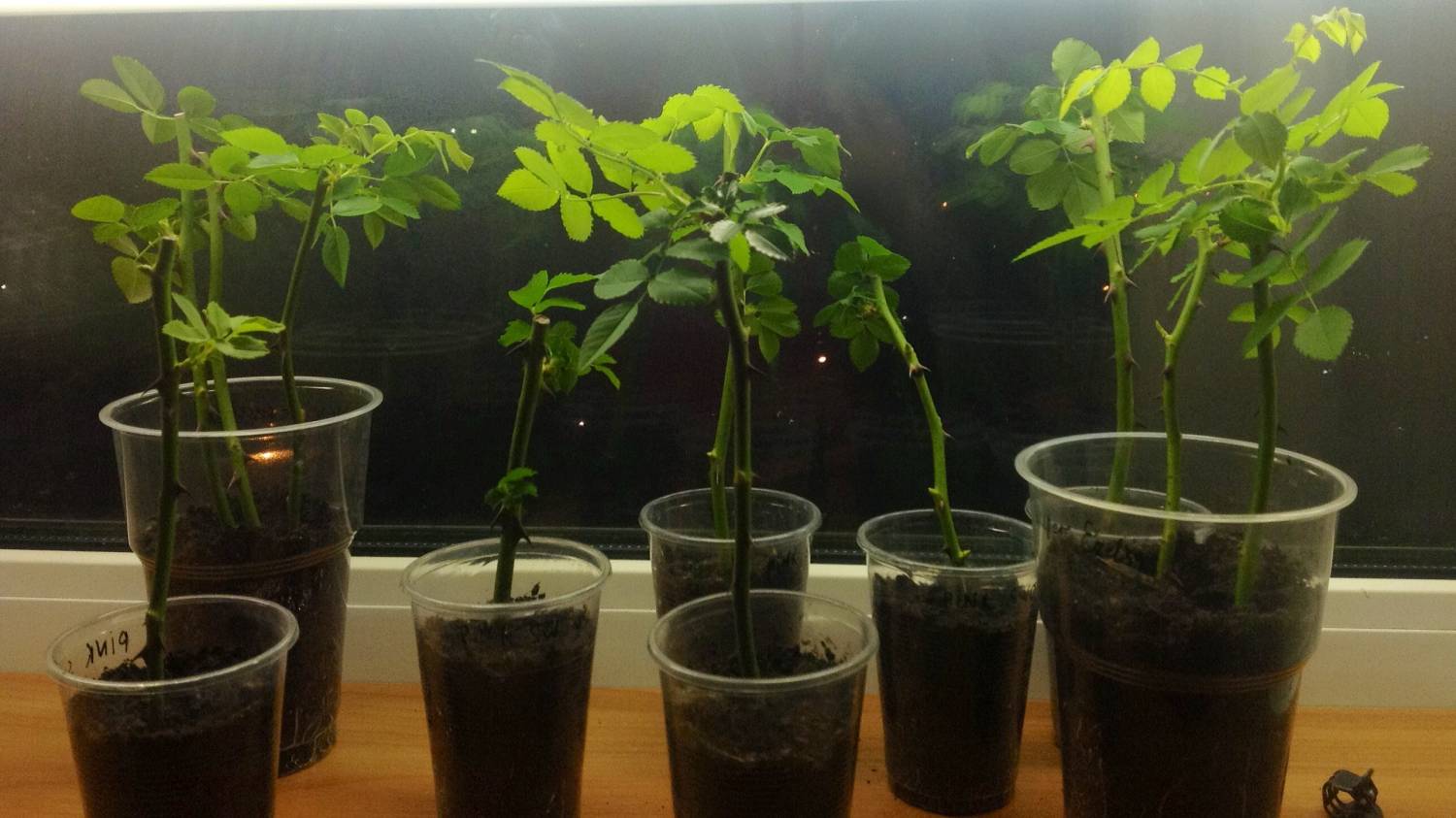 절단에 의한 번식