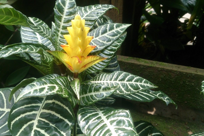 튀어나온 아펠란드라