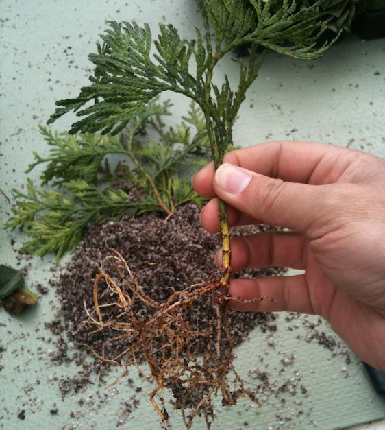 사이프러스 꺾꽂이