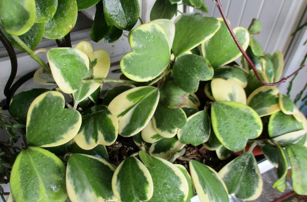 호야 케리 바리에이티드