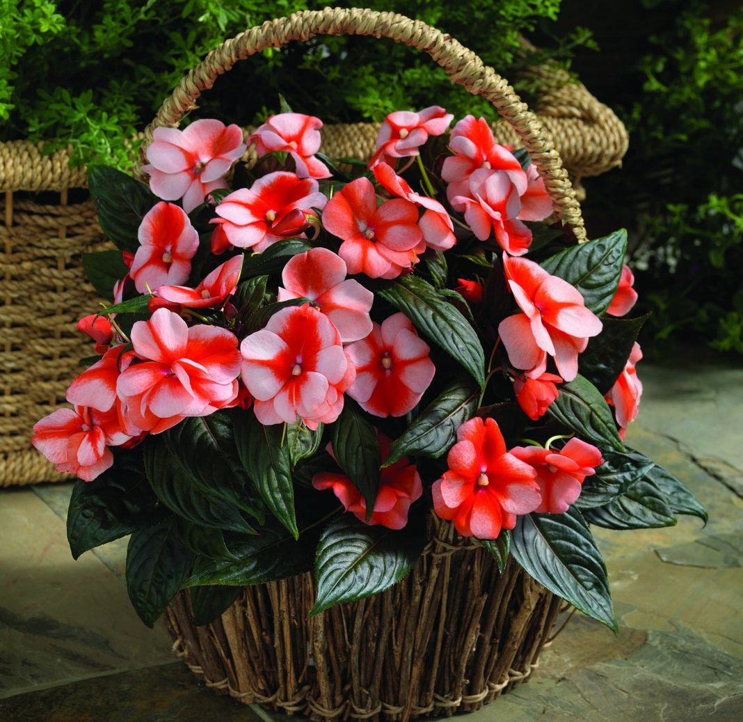 열대우림 이국적인