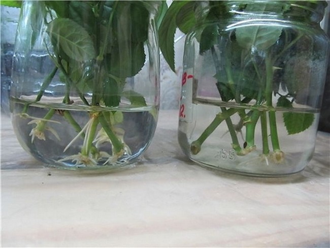 실내 장미 번식