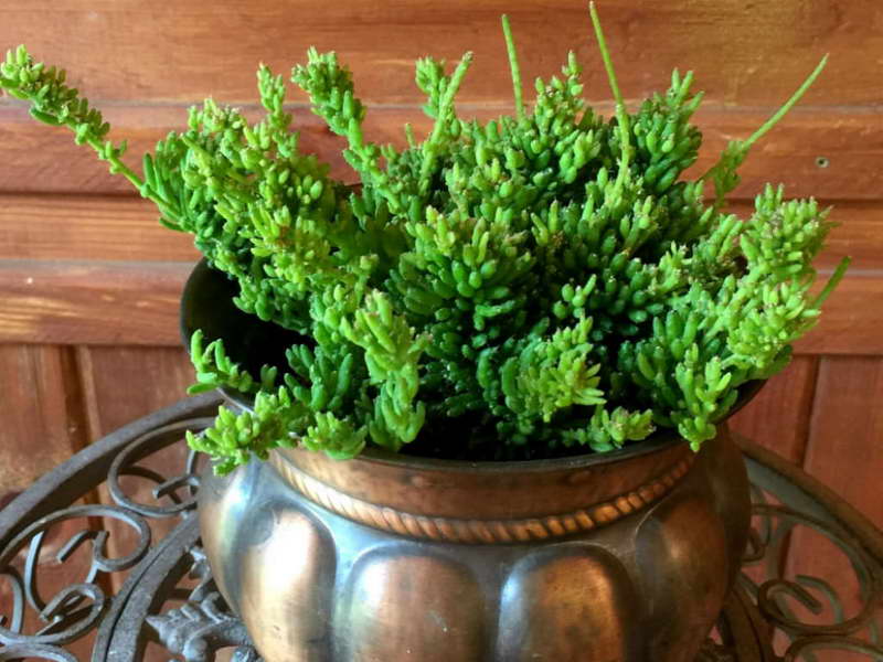 메셈브리안테뭄 리팔리스