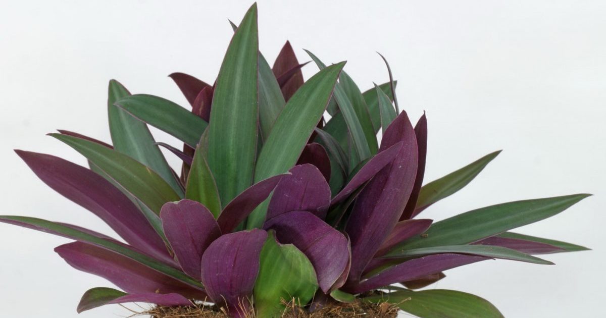 트레이드스칸티아