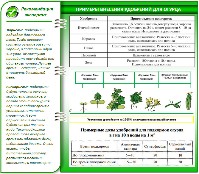 온실에서 오이에 비료 주기