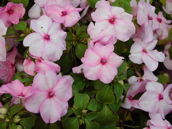 피에스타 스파클러 체리