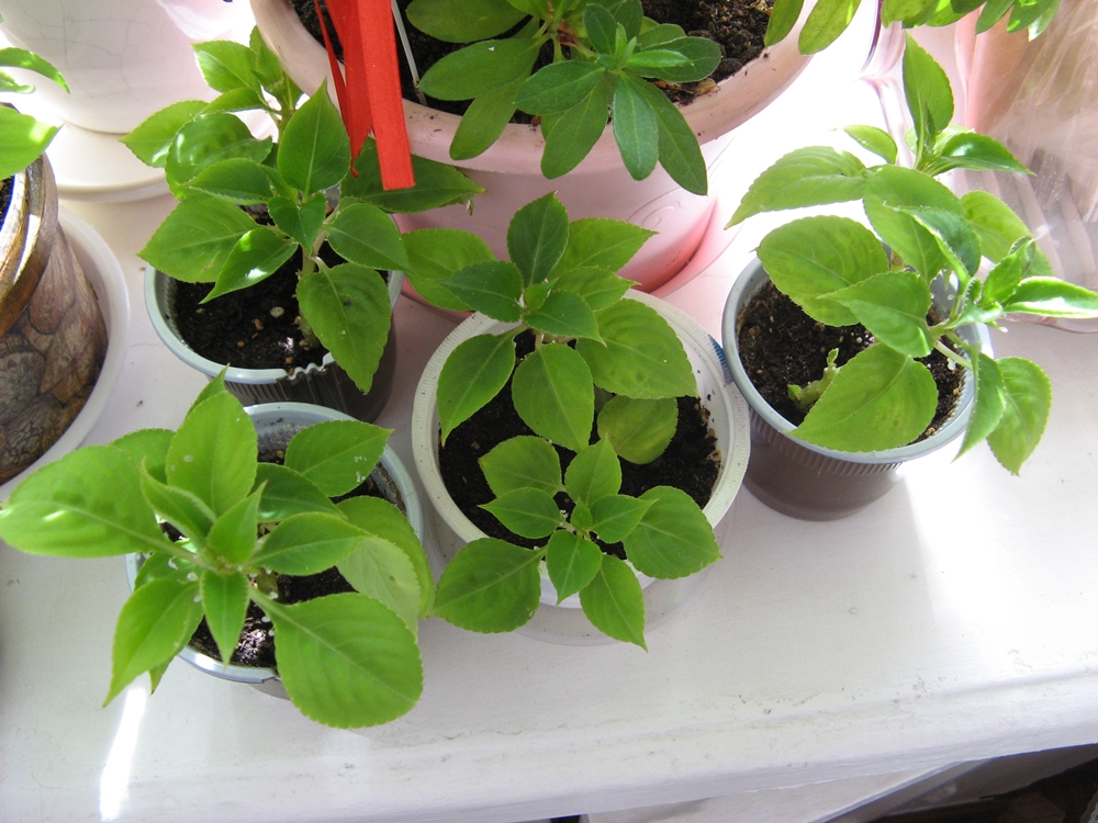 절단에 의한 번식