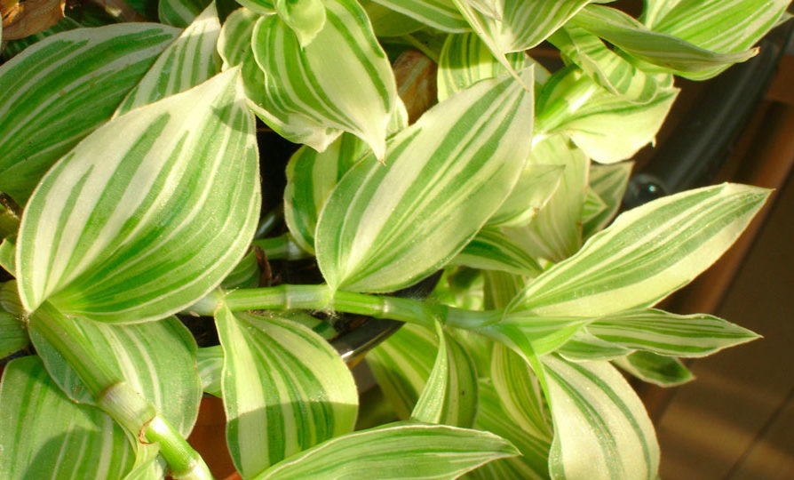 트라데스칸티아 알비플로라