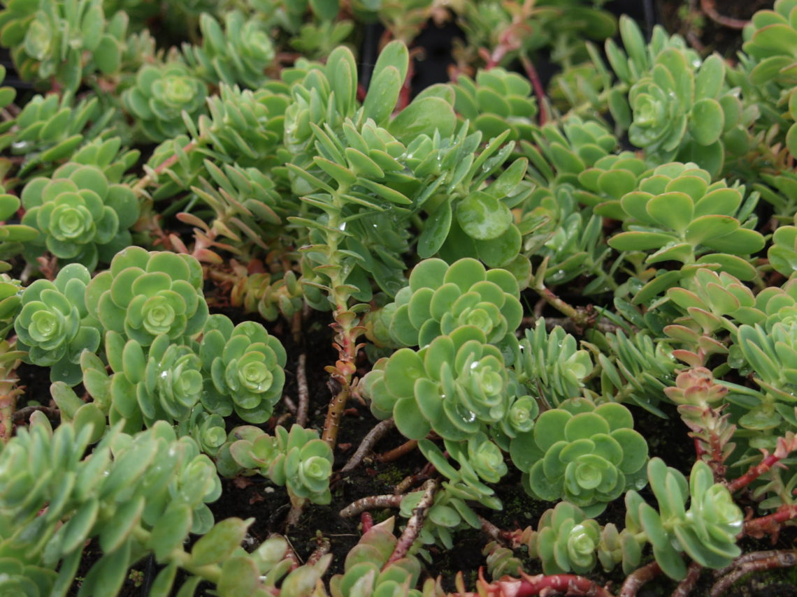 아나캄프세로스