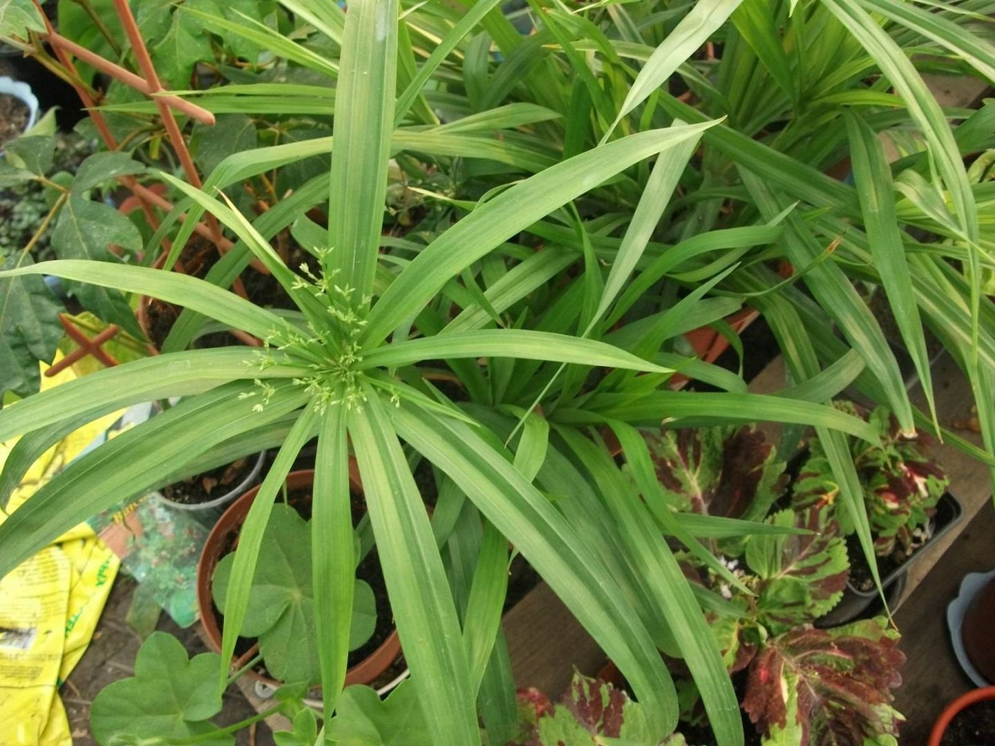 Cyperus 확산
