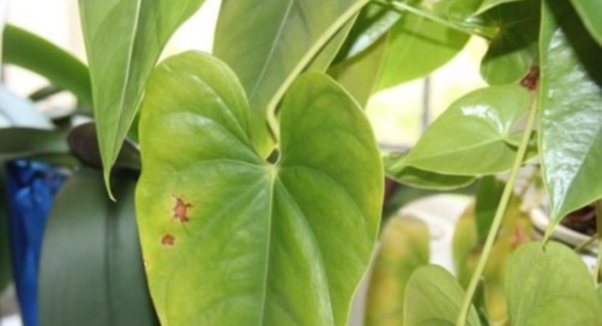 온도 조건 미준수로 인한 얼룩