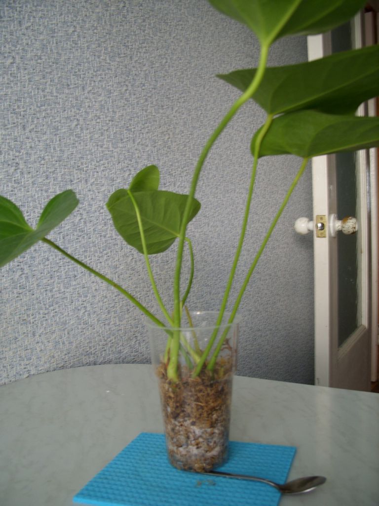 새로운 뿌리의 싹