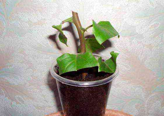 뿌리내리기 절단