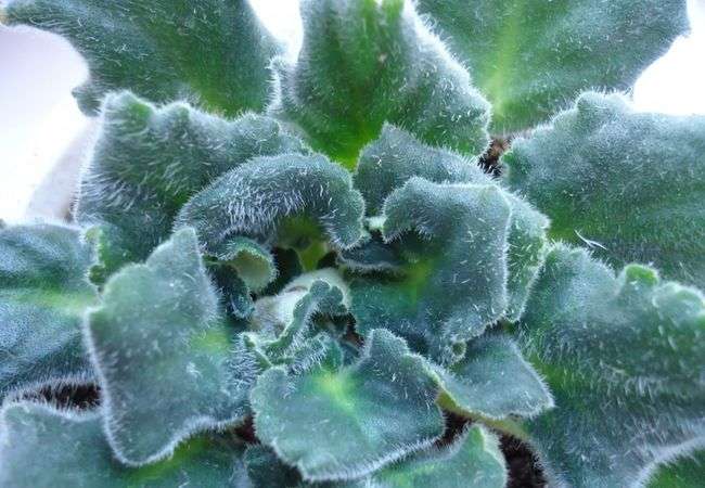 제비꽃에 진드기