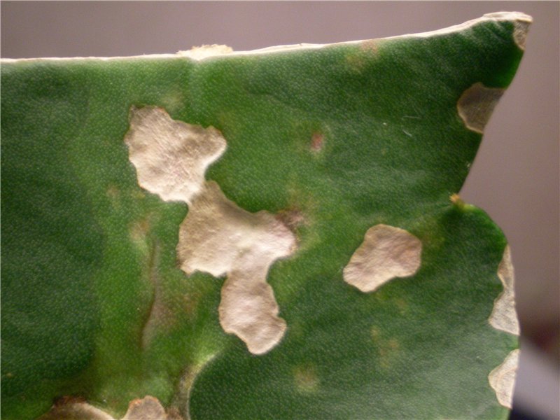 바이러스 모자이크