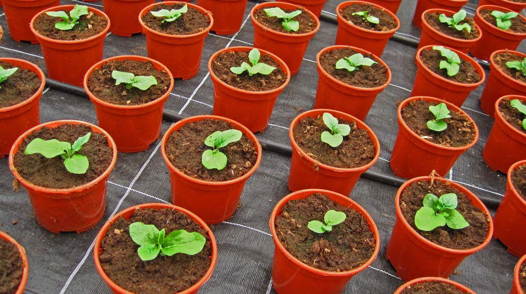 씨앗으로 만든 거베라