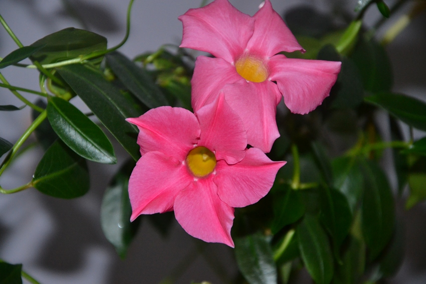 맨데빌라 스플렌디드