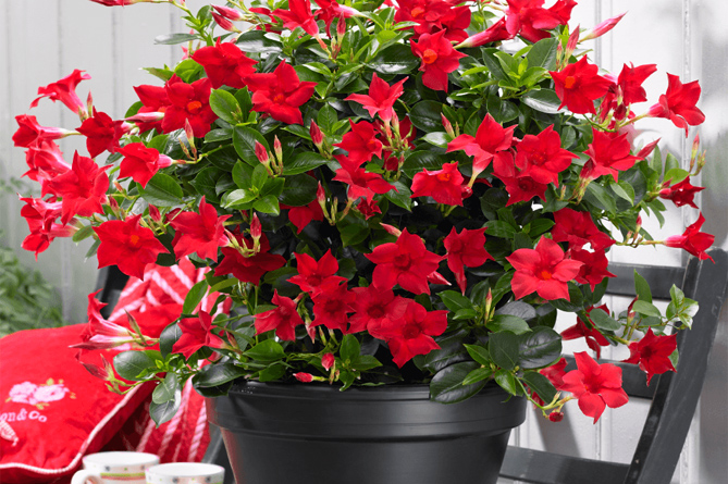 디플라데니아 산데리아나