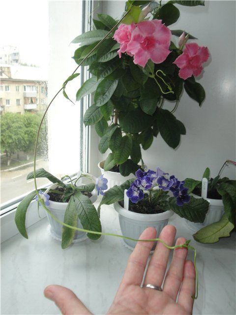 수염에 의한 번식