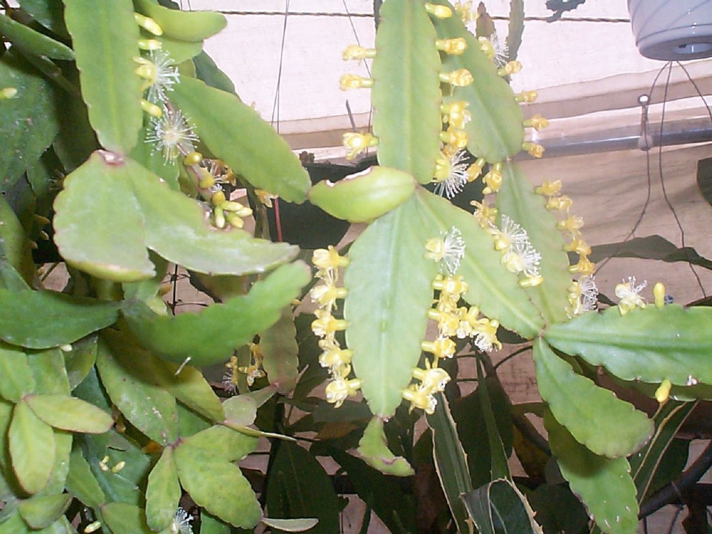 타원형 리프살리스