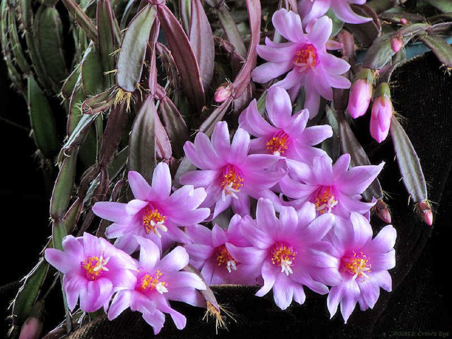 하티오라 로제아