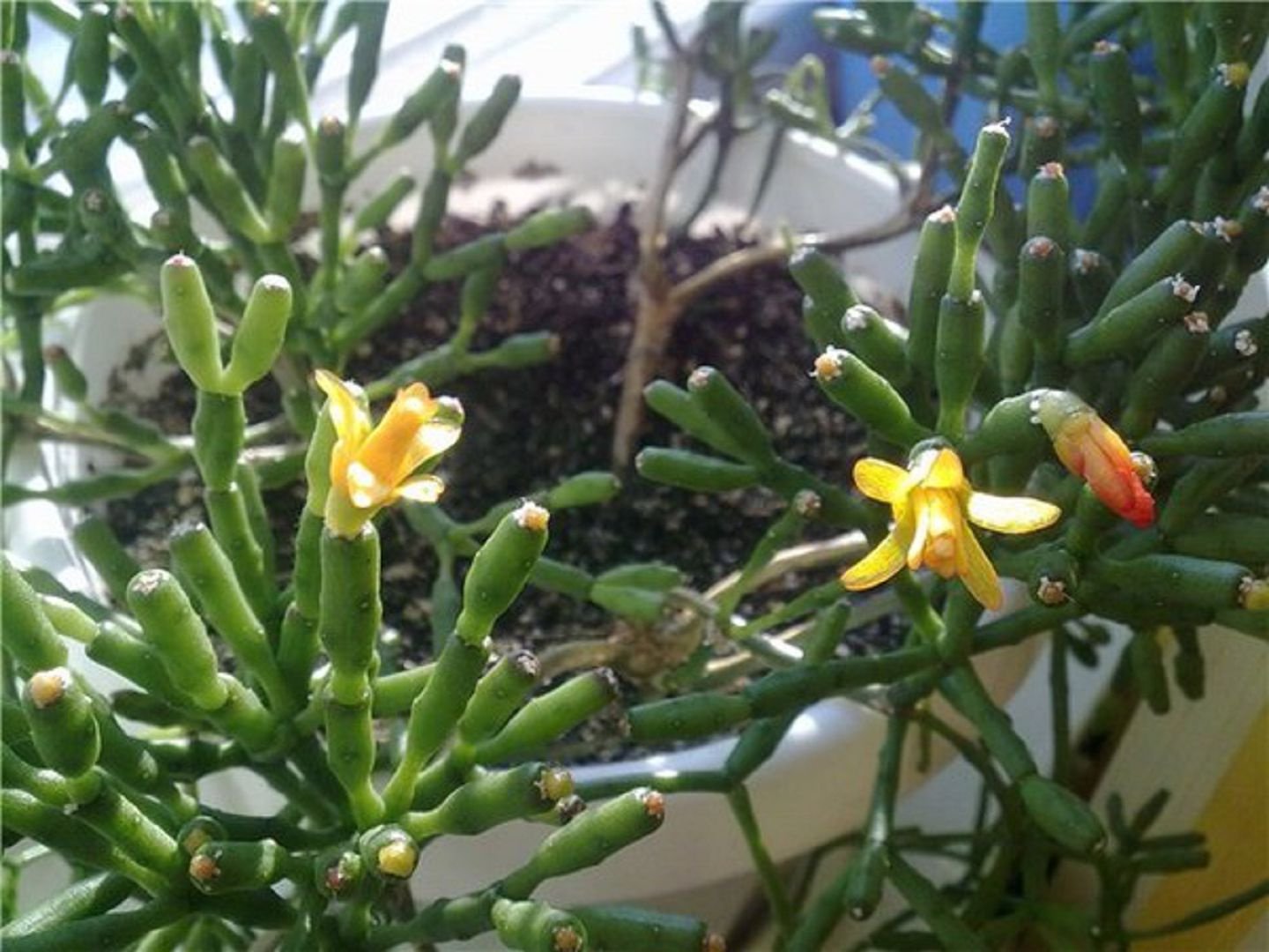 하티오라 살리코르니아