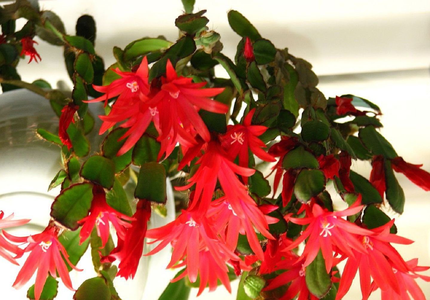 하티오라 헤르미나