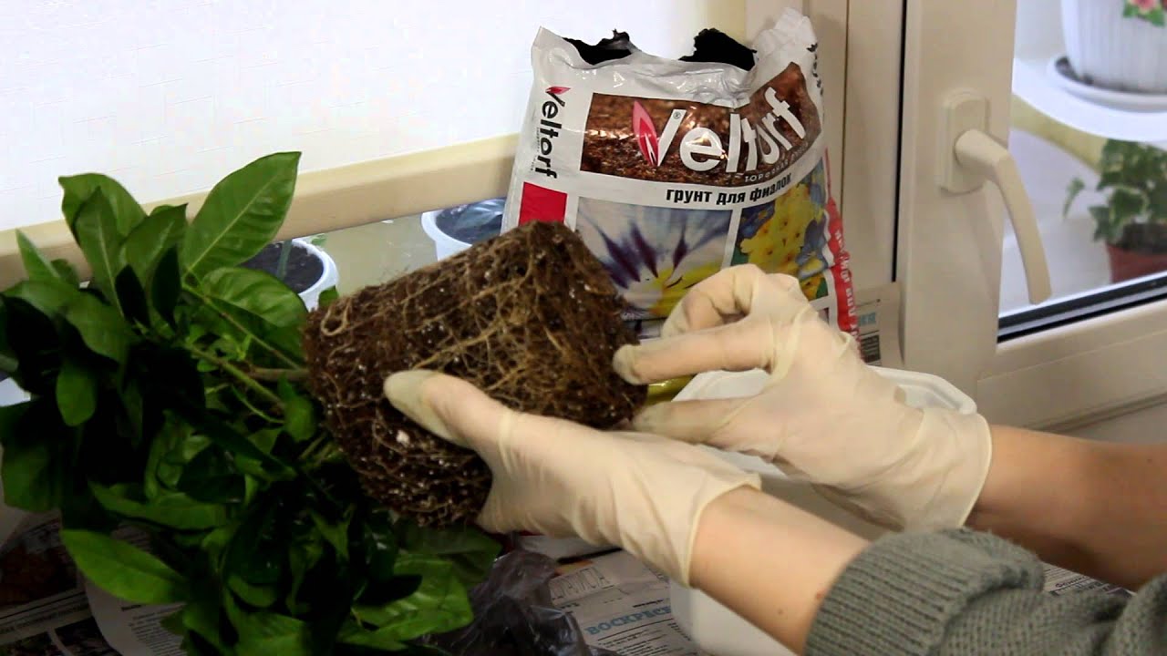 뿌리 시스템 검사