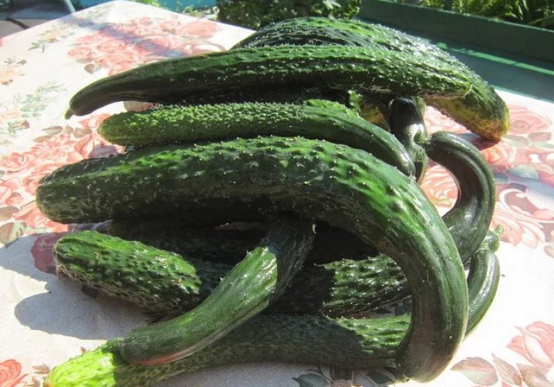 에메랄드 스트림