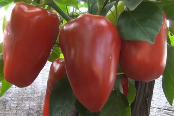 몰도바에서 온 선물