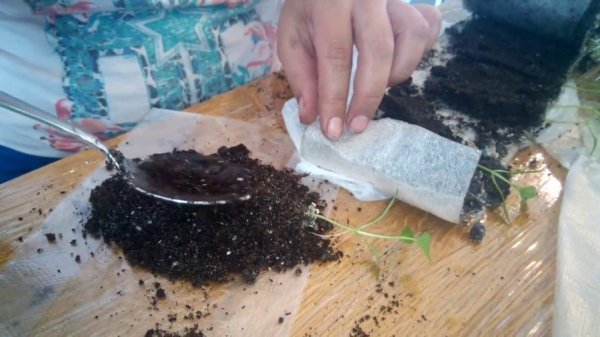 뿌리 시스템을 덮다