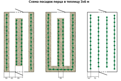온실에서의 고추 심기 패턴