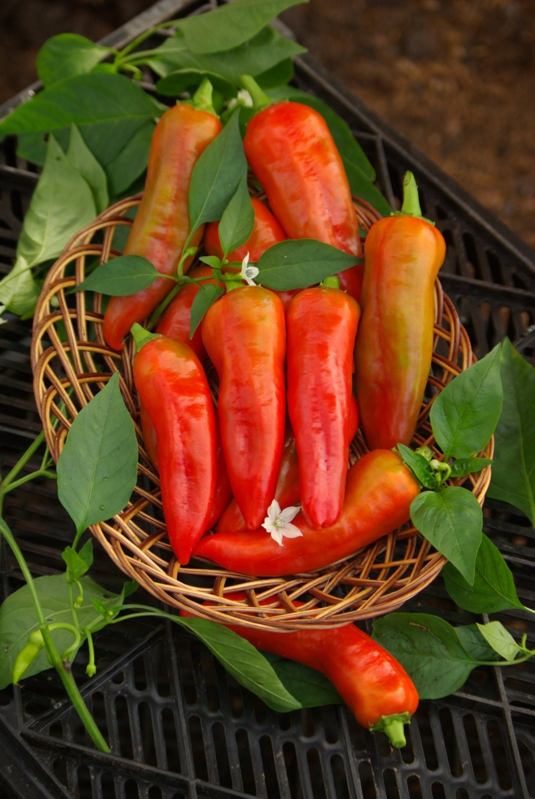 붉은 뚱뚱한 남자