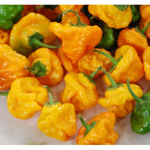 스코틀랜드 모자