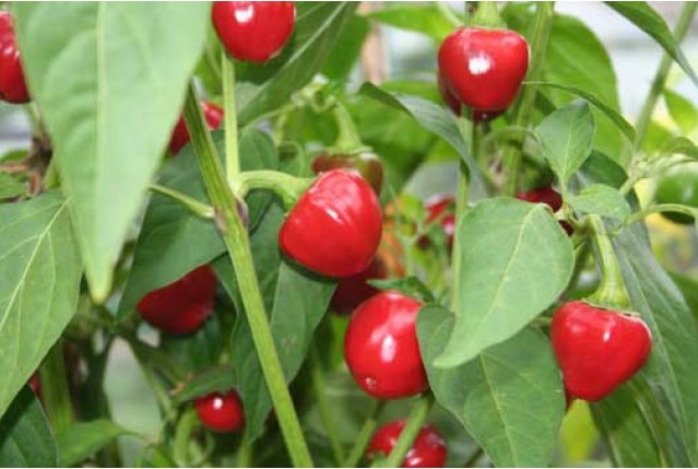 트리니다드 스몰 체리