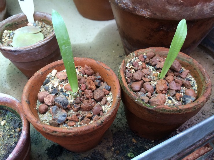 브로멜리아드의 번식