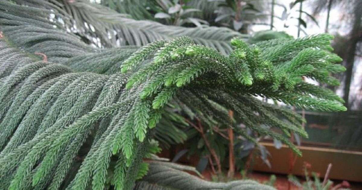 실내 아라우카리아