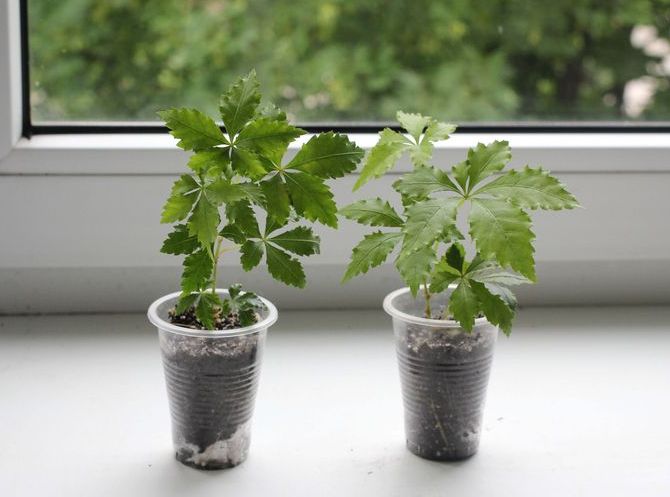 절단에 의한 번식