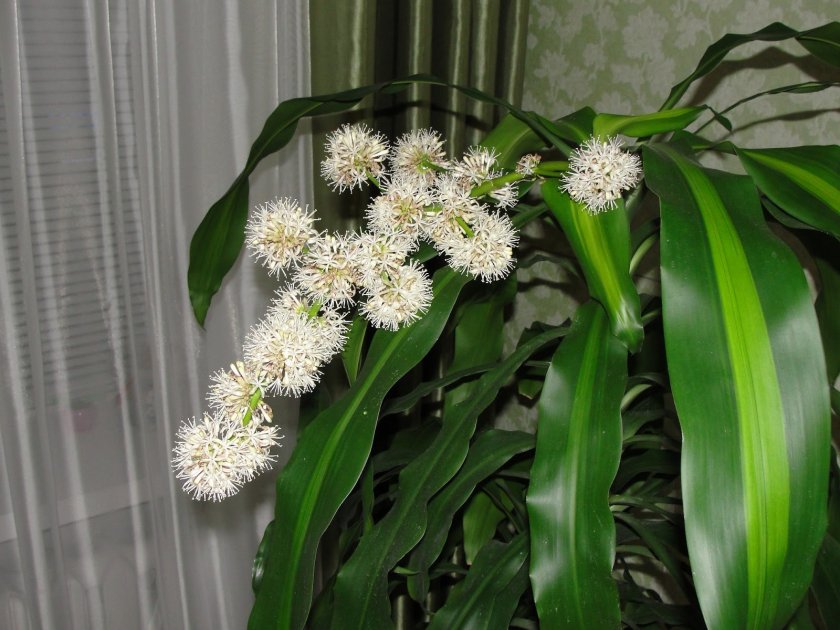 드라세나 산데리아나 꽃이 피다