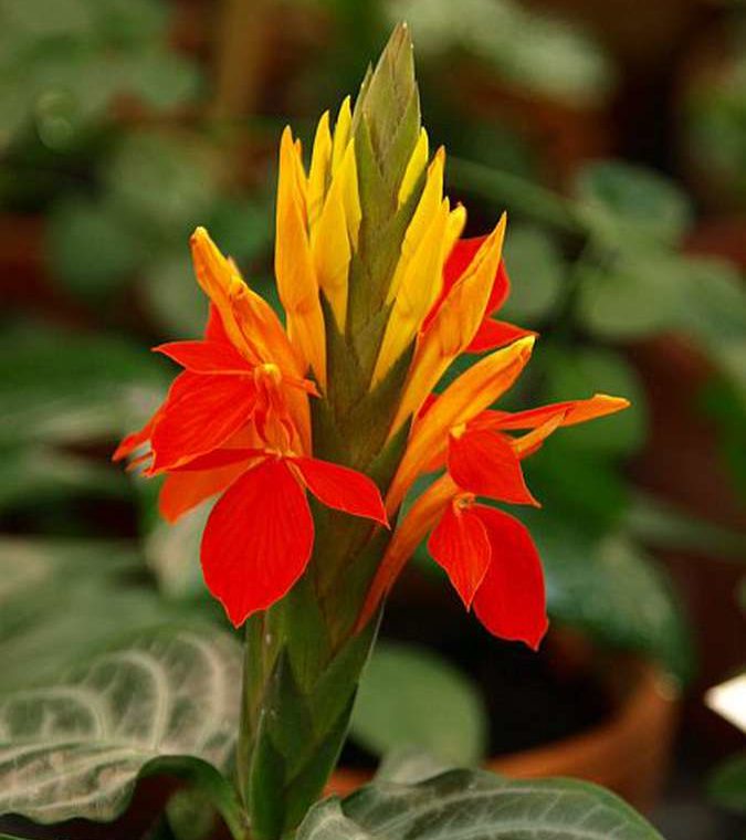 골든 아펠란드라