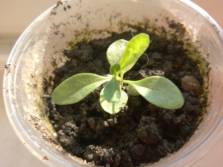 씨앗에서 자란 칼리브라코아