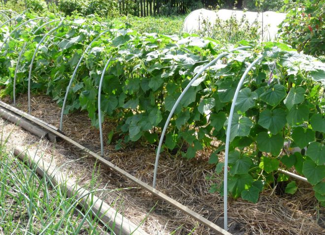 아치 아래의 가터