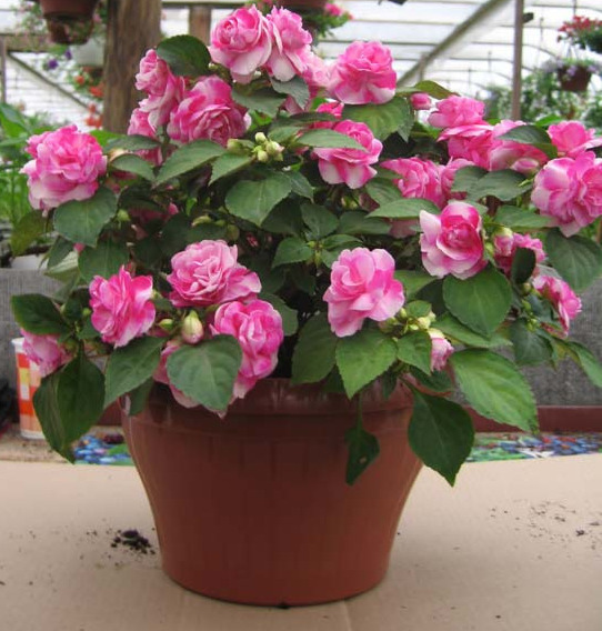 임파티엔스 월레리