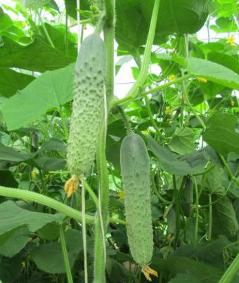 파가니니의 손가락