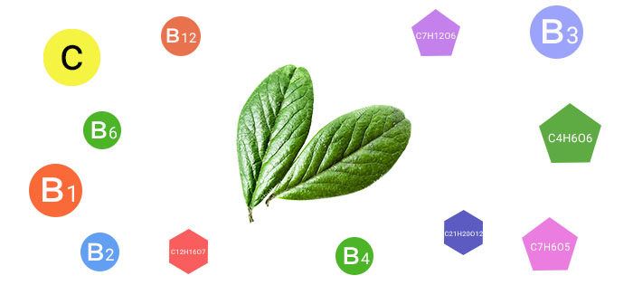 링곤베리 잎의 비타민